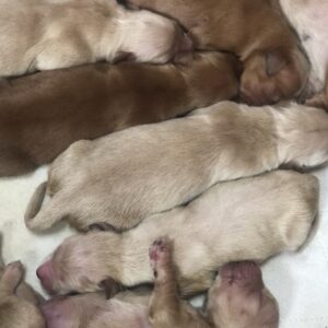 Golden Retreiver Puppies AKC registered Puppies