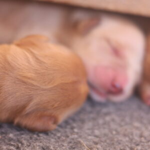 AKC registered Golden Retriever Puppies