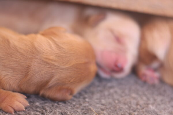 AKC registered Golden Retriever Puppies