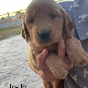 Buy A Puppy NOW 2025