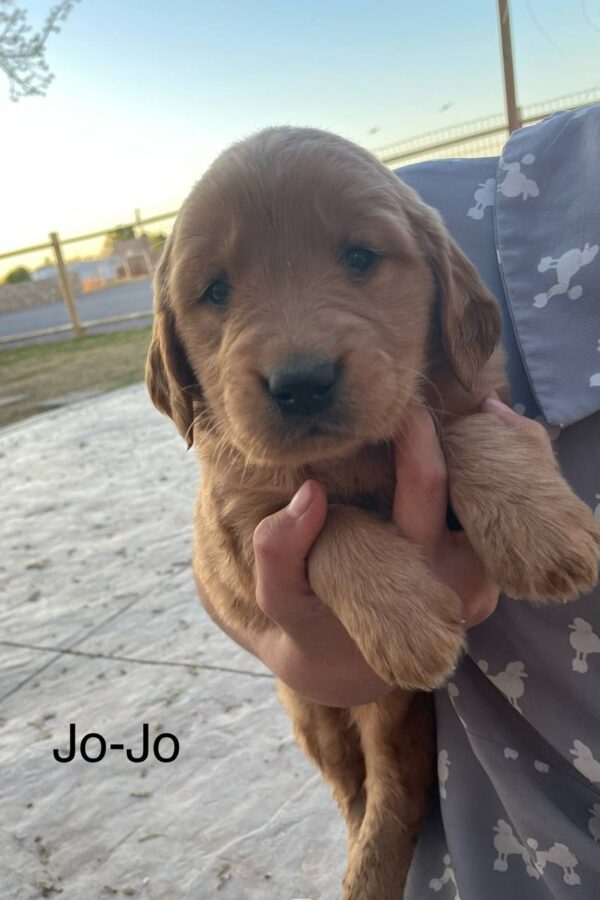 Buy A Puppy NOW 2025