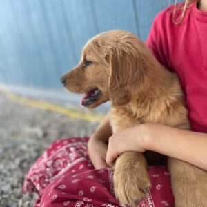 Buy A Puppy NOW 2025