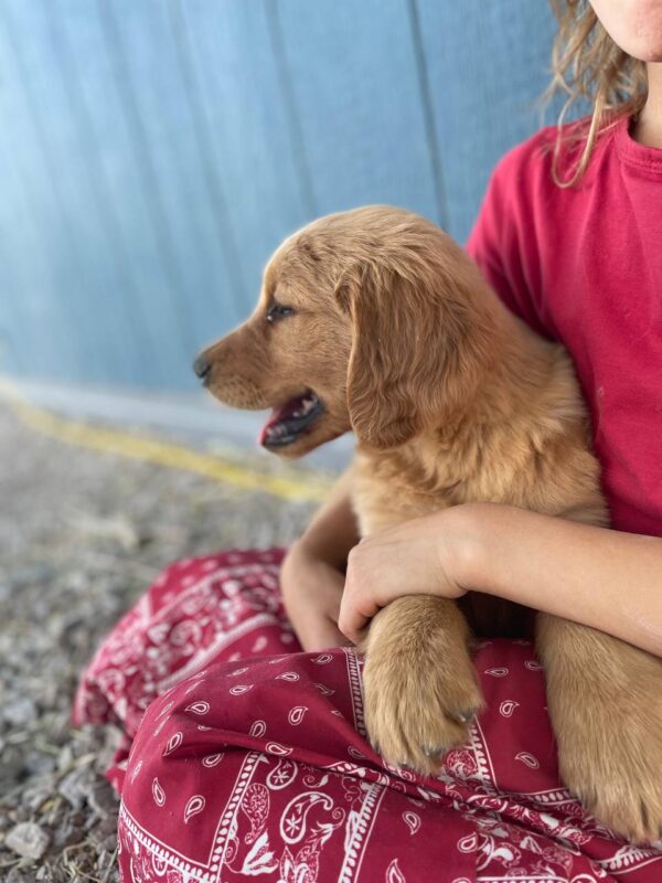 Buy A Puppy NOW 2025