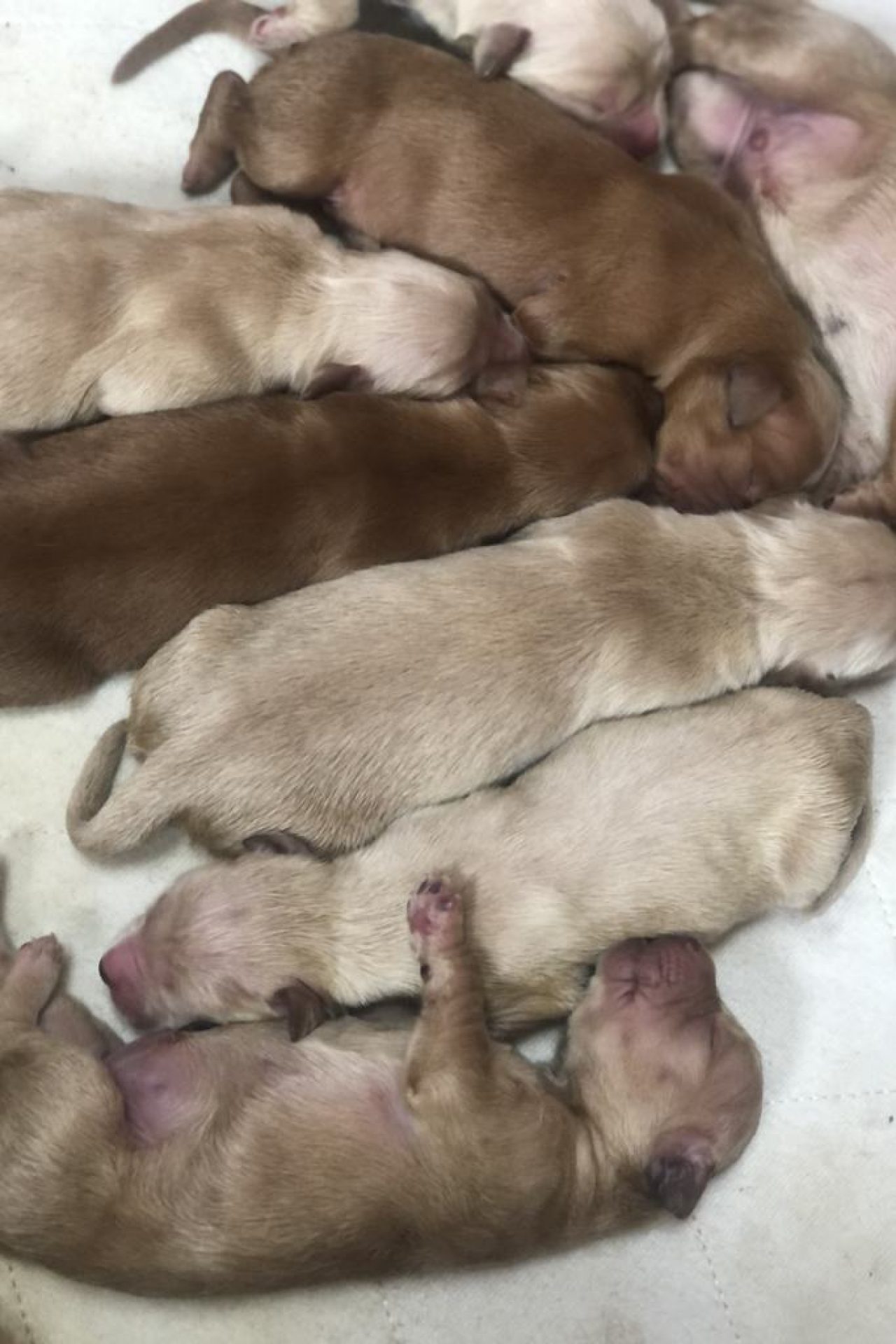 Golden Retreiver Puppies AKC registered Puppies